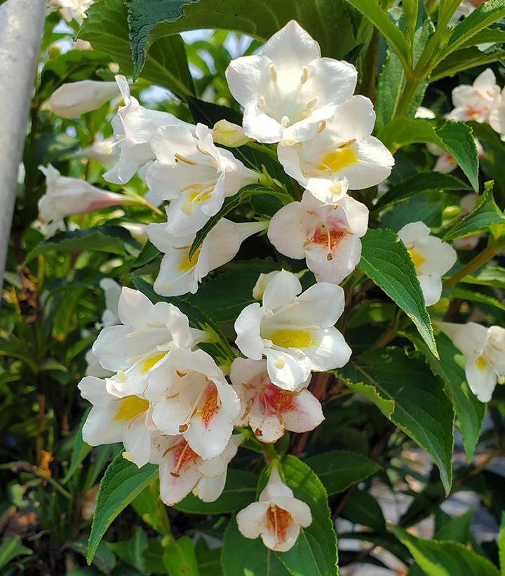 Weigela Sonic Bloom® Sonic Bloom® Pearl