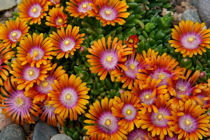 Delosperma FIRE SPINNER®