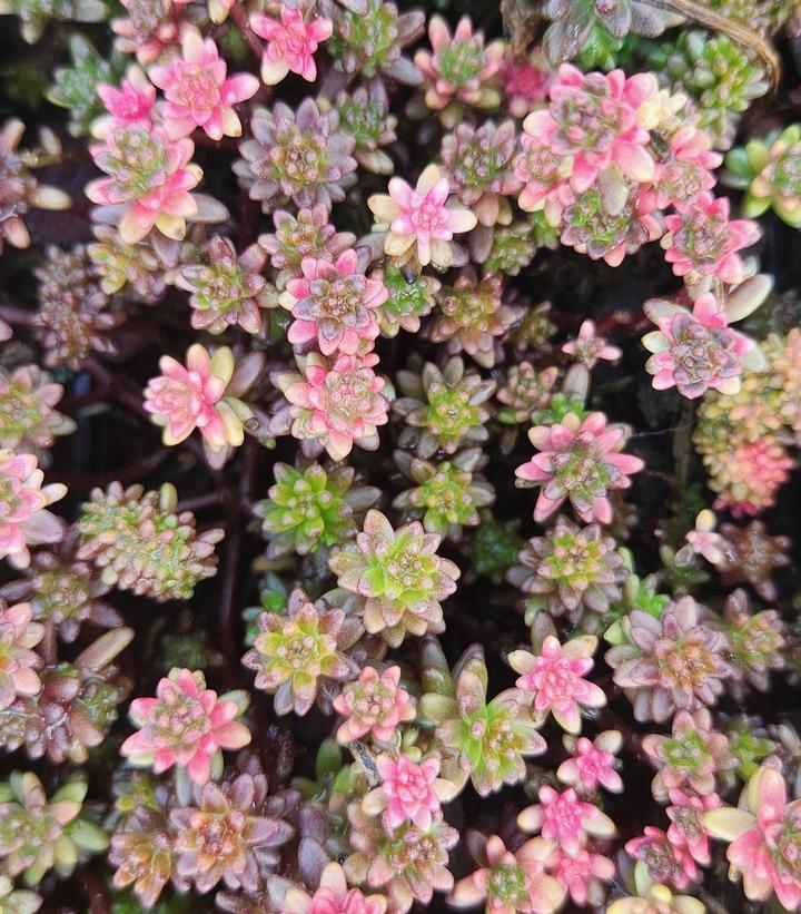 Sedum album Coral Carpet