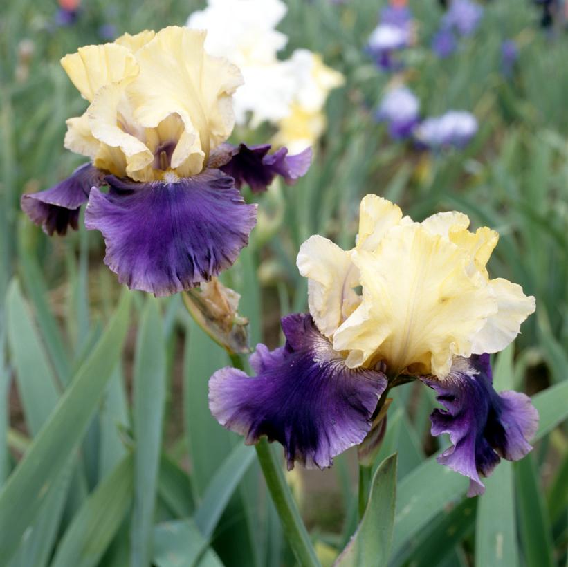 Iris germanica 'Jurassic Park'