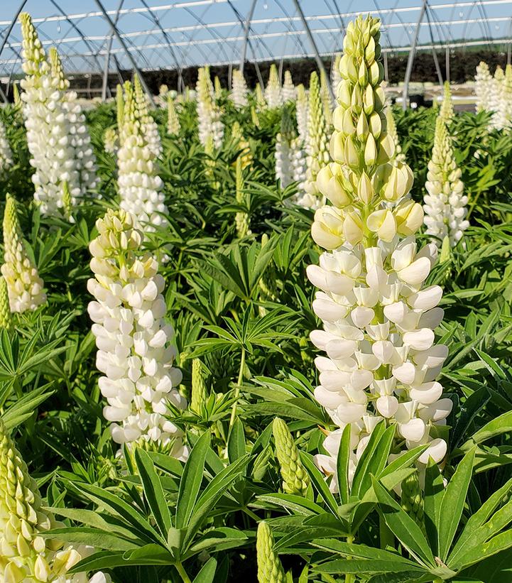 Lupinus Noble Maiden