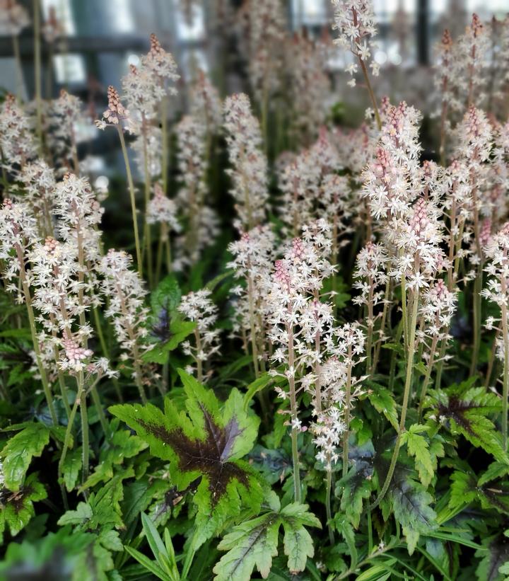 Tiarella 'Sugar & Spice'