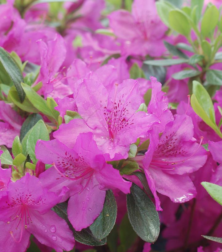 Azalea ''Karen'' Karen Azalea from Dietrich Gardens