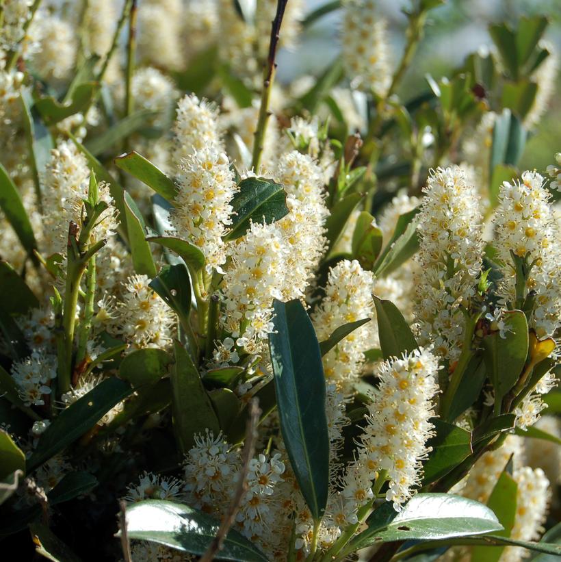 Prunus laurocerasus 'Otto Luyken' Otto Luyken Laurel from Dietrich Gardens