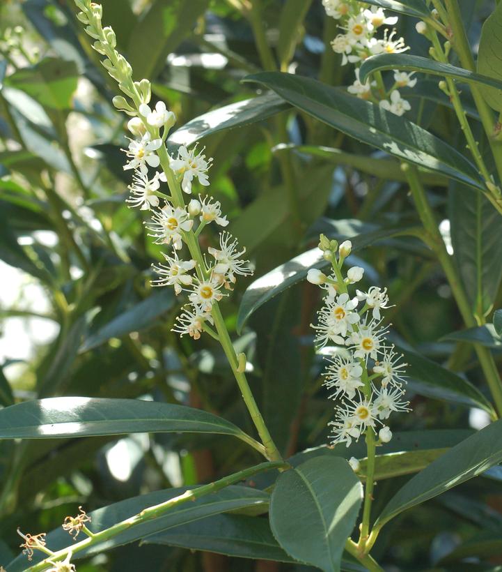 Prunus laurocerasus Schipkaensis