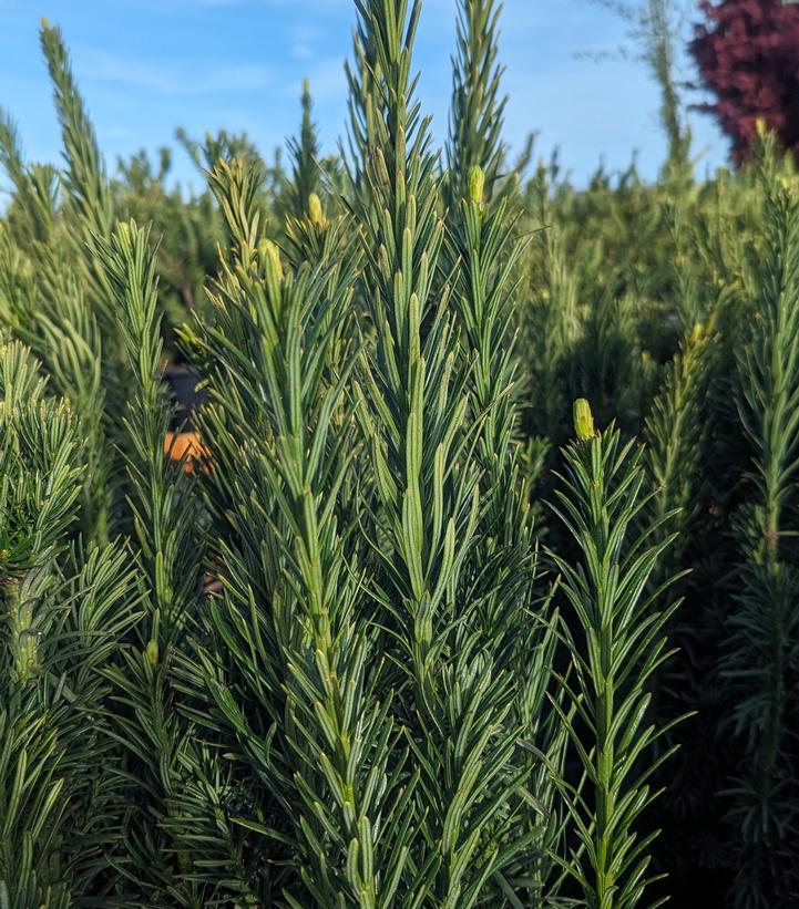 Cephalotaxus harringtonia 'Fastigiata'