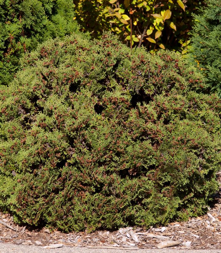 Thuja occindentalis Hetz Midget