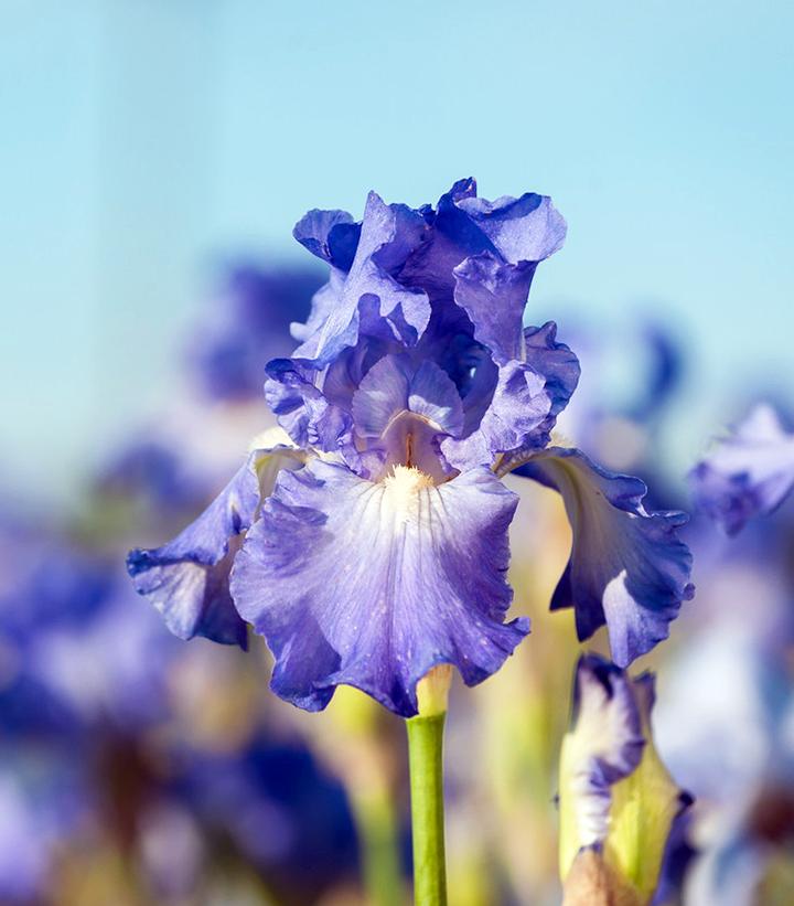 Iris germanica Victoria Falls