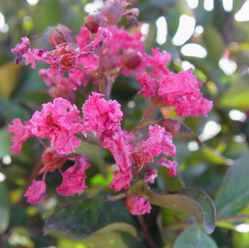 Lagerstroemia indica Pink Velour
