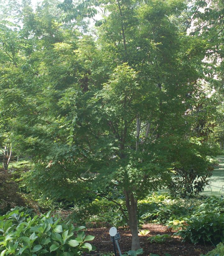 Acer palmatum 'Sango Kaku'