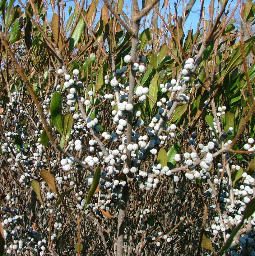 Myrica pensylvanica Bobee™