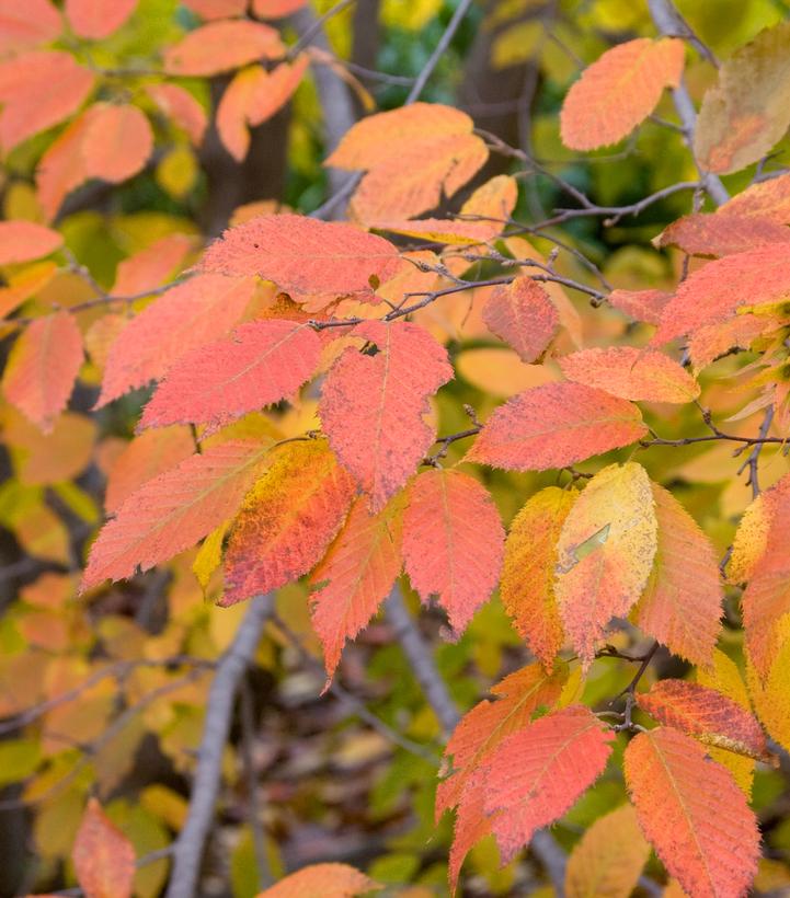 Carpinus caroliniana 