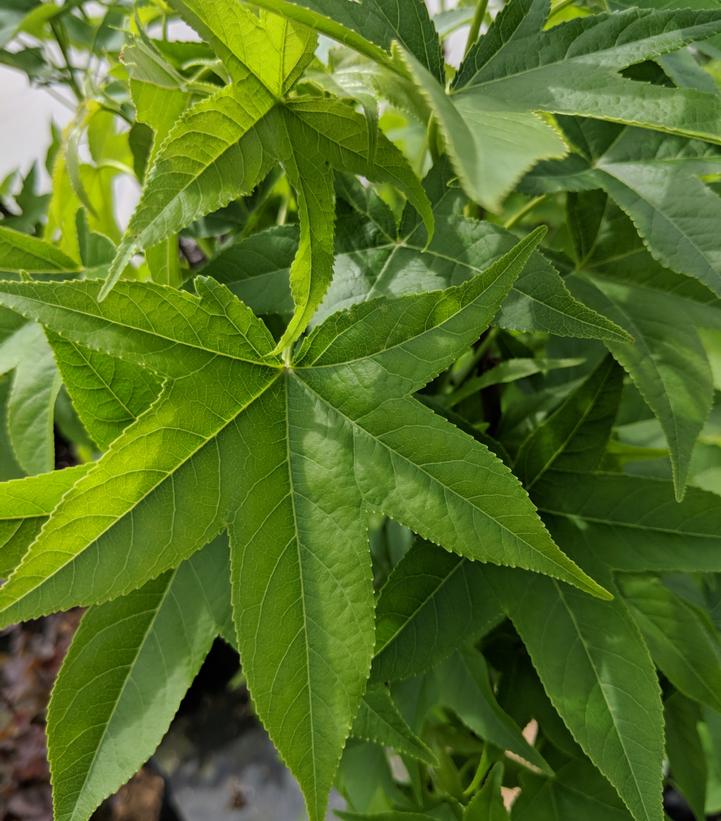 Liquidambar styraciflua Slender Silouette