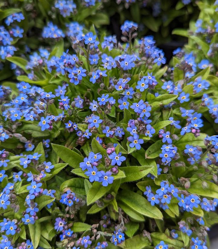 Myosotis sylvatica Mon Amie Blue