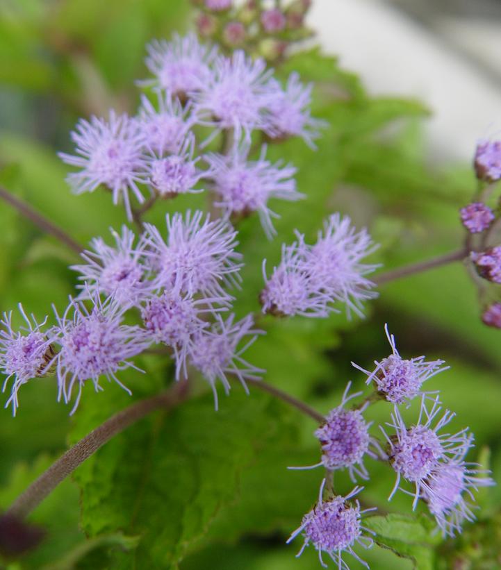 Eupatorium coelestinum 