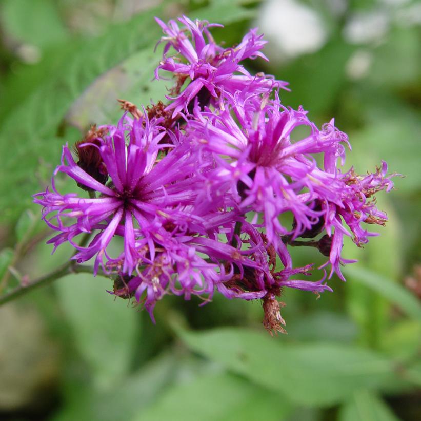 Vernonia noveboracensis 