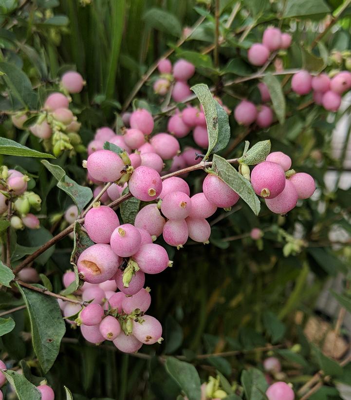 Symphoricarpos x doorenbosii Candy™