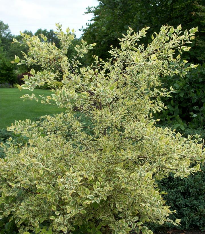 Betula nigra Shiloh Splash