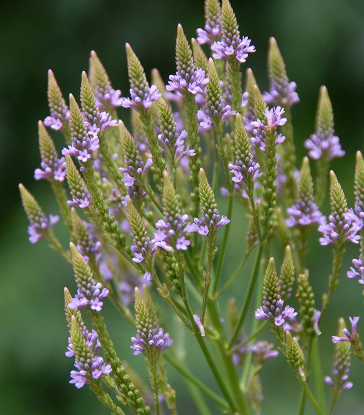 Verbena hastata 