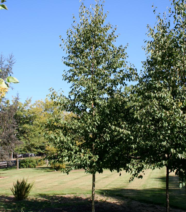 Betula papyrifera Renaissance Reflection