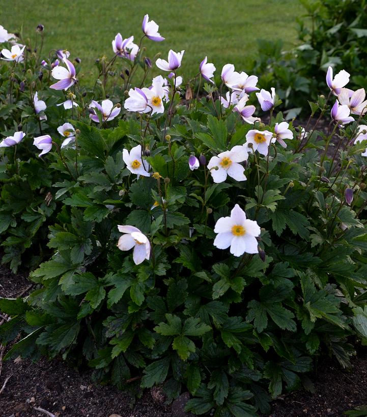 Anemone x 'Wild Swan'