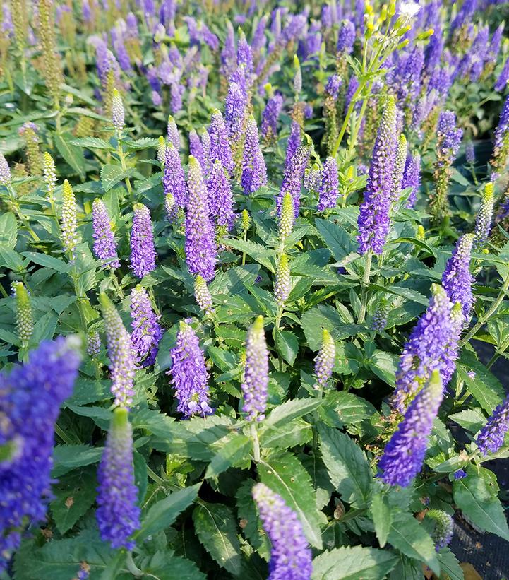 Veronica longifolia First Glory