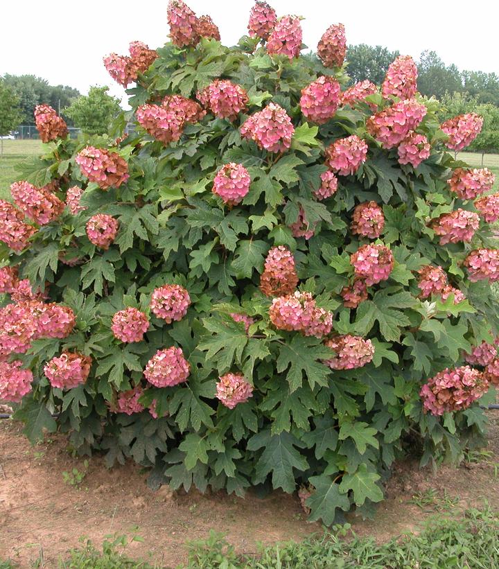 Hydrangea quercifolia 'Queen of Hearts'