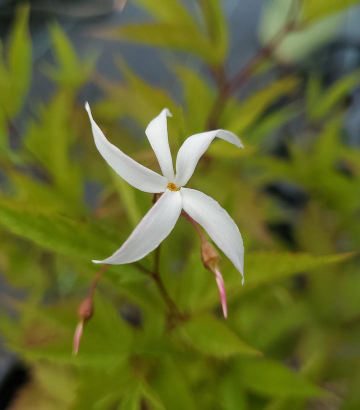 Porteranthus trifoliatus 