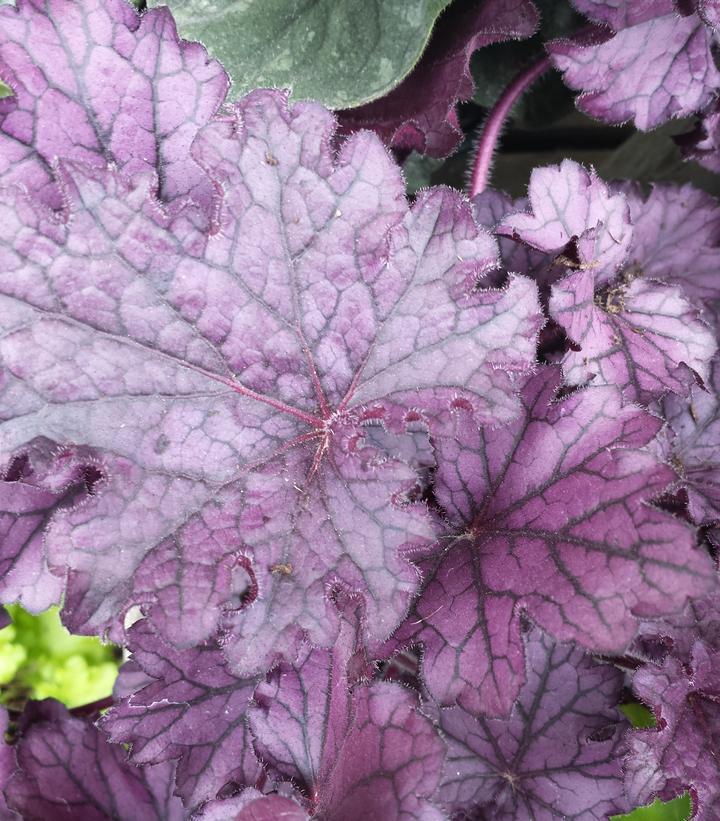 Heuchera x Forever® Purple