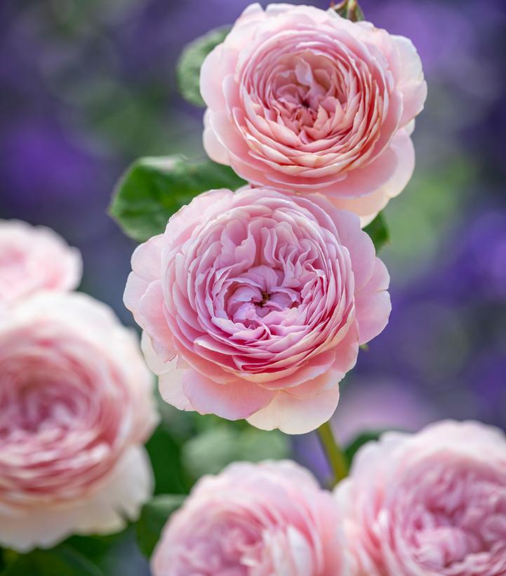 Rosa Queen of Sweden