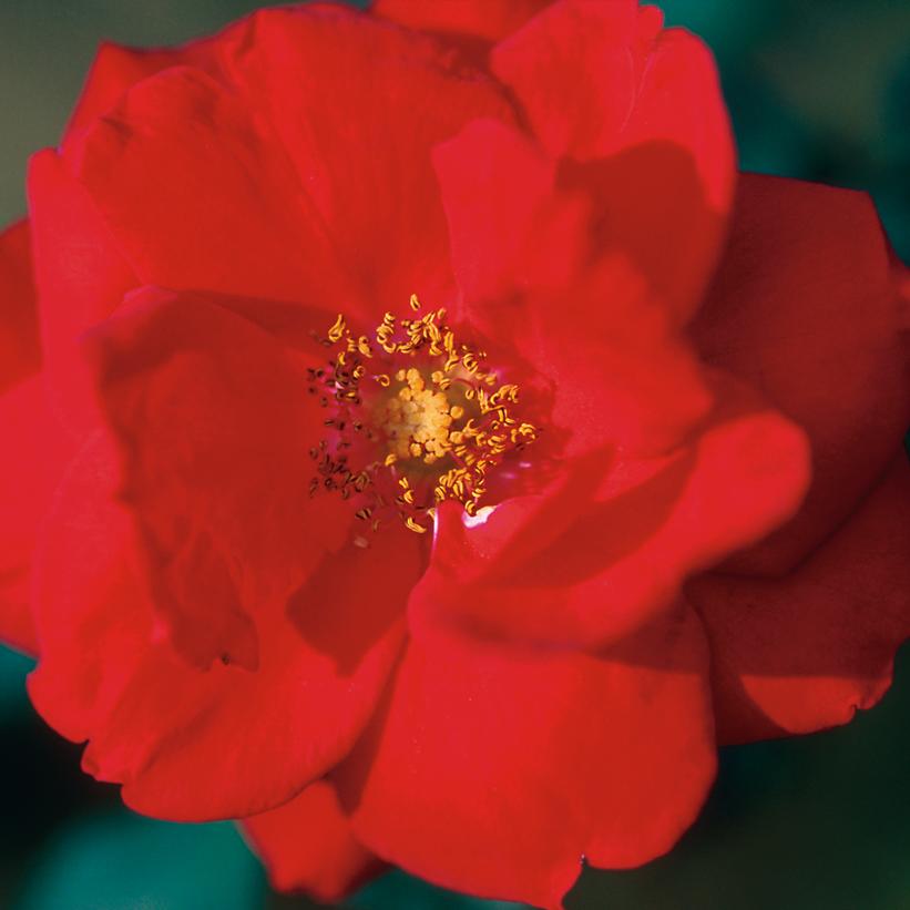 Rosa Ramblin' Red