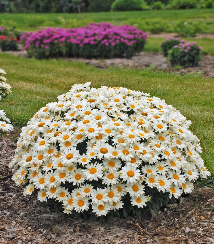 Leucanthemum superbum 'Whoops-a-Daisy'