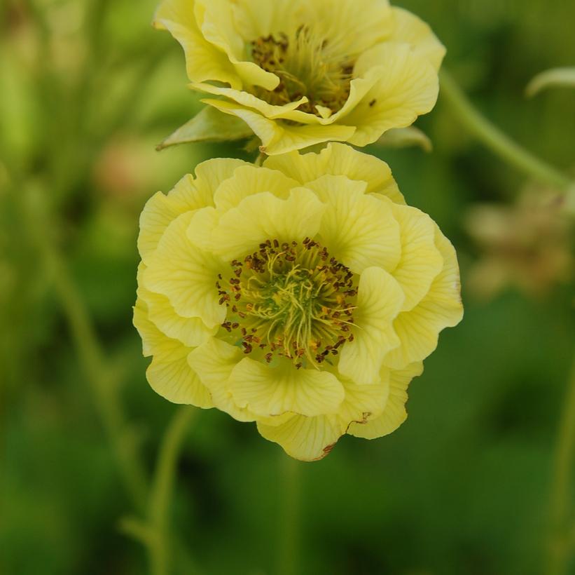 Geum Cocktail™ Banana Daiquiri