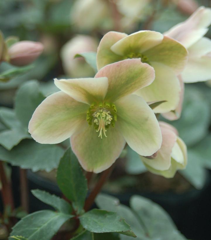 Helleborus Ivory Prince