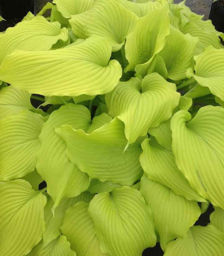 Hosta 'Dancing Queen'