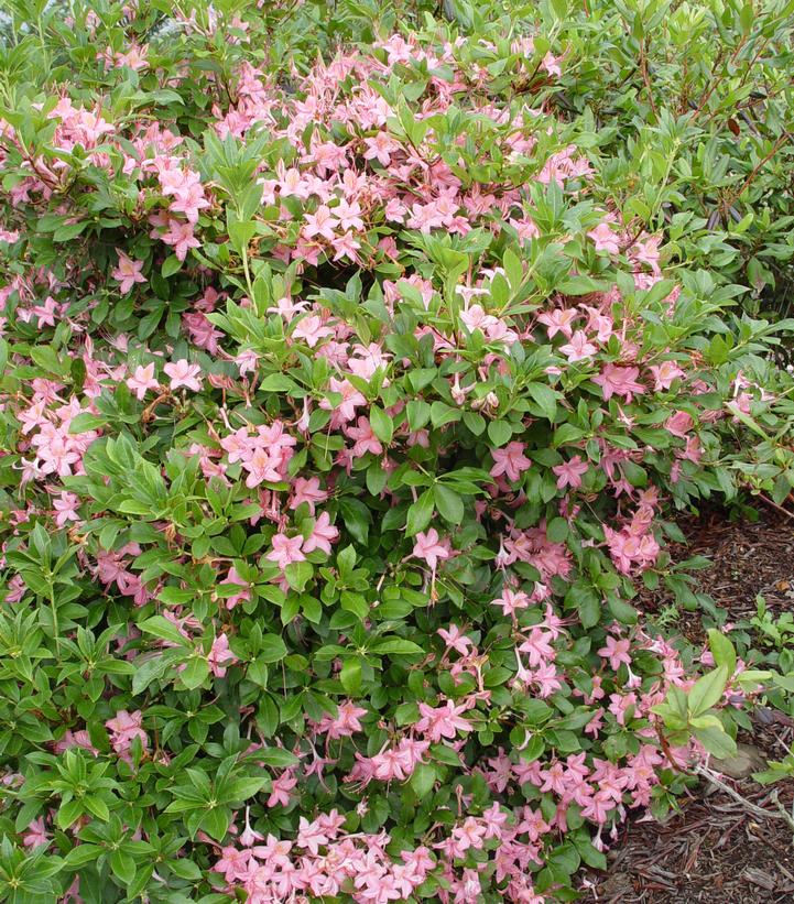 Azalea viscosum 'Pink and Sweet'