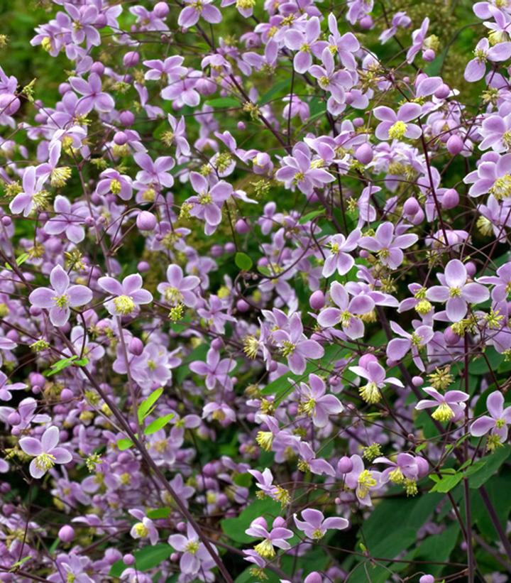 Thalictrum rochebrunianum 