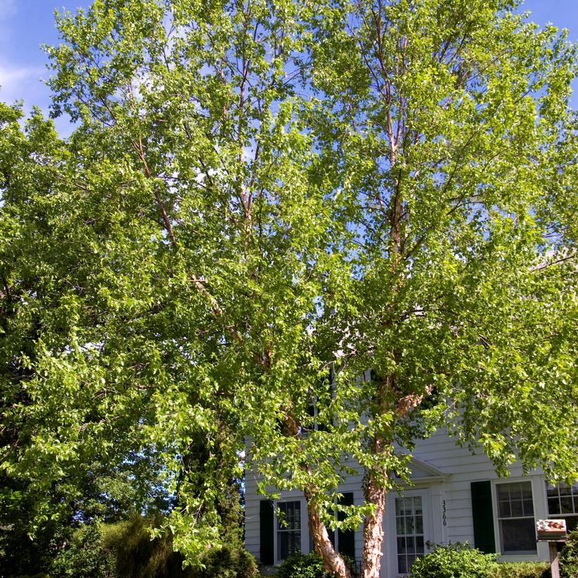 Betula nigra 'Heritage'