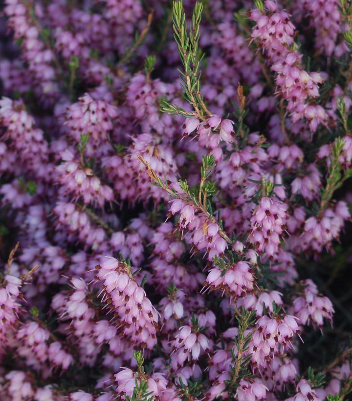 Erica carnea Pink