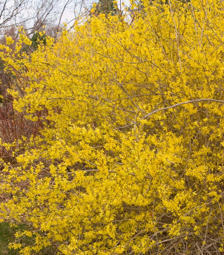 Forsythia x 'Meadowlark'