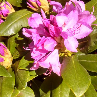 Rhododendron catawbiense 'Purpureum Elegans'