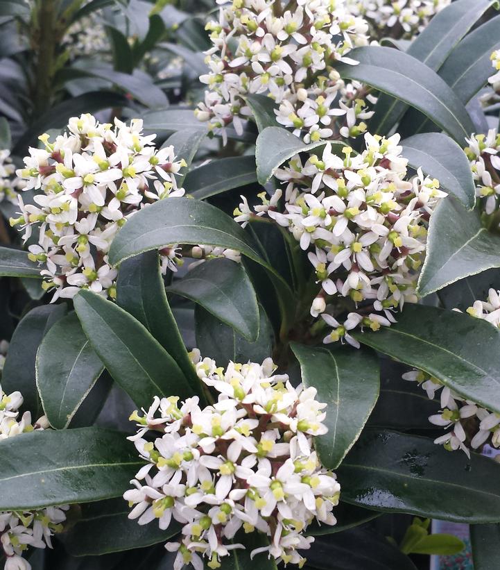 Skimmia japonica 