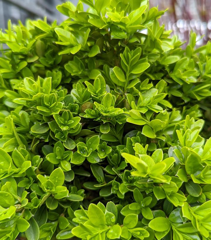 Buxus microphylla 'Tide Hill'