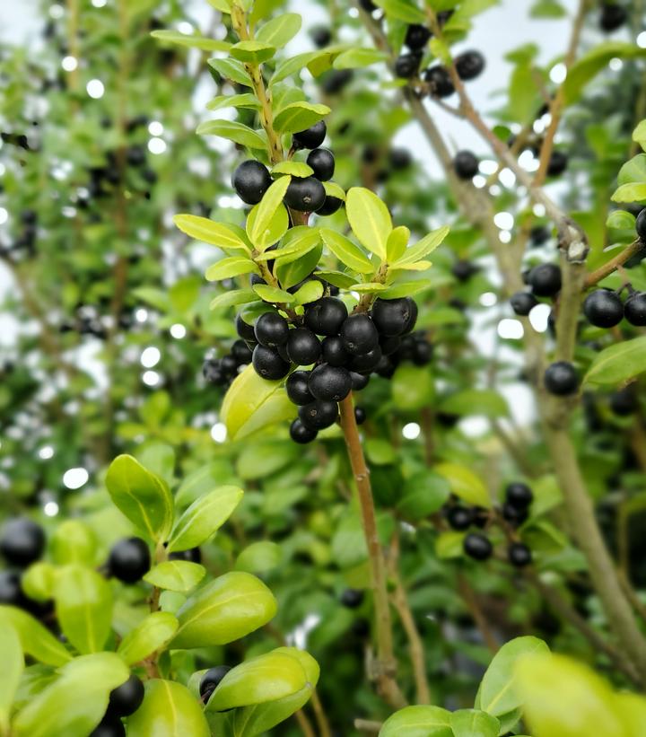 Ilex 'Chesapeake' Chesapeake Japanese Holly from Dietrich Gardens