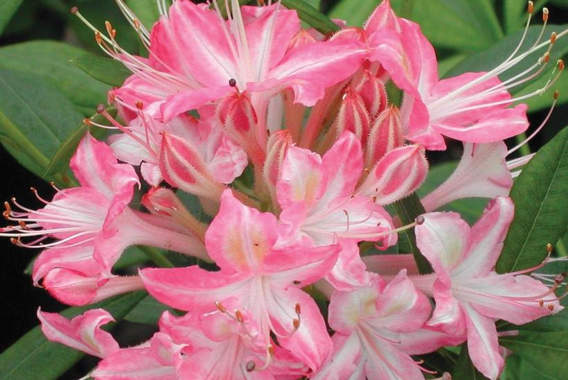 Azalea viscosum 'Ribbon Candy'