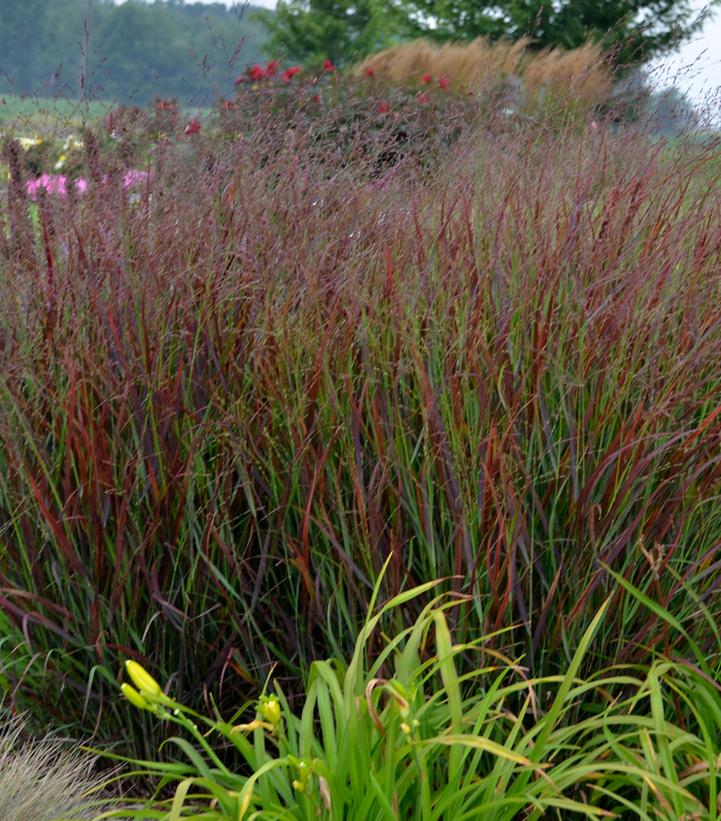 Panicum virgatum PRAIRIE WINDS® Cheyenne Sky