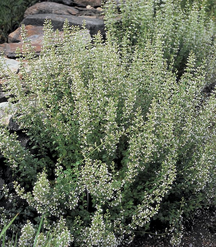 Calamintha nepeta var. Nepeta