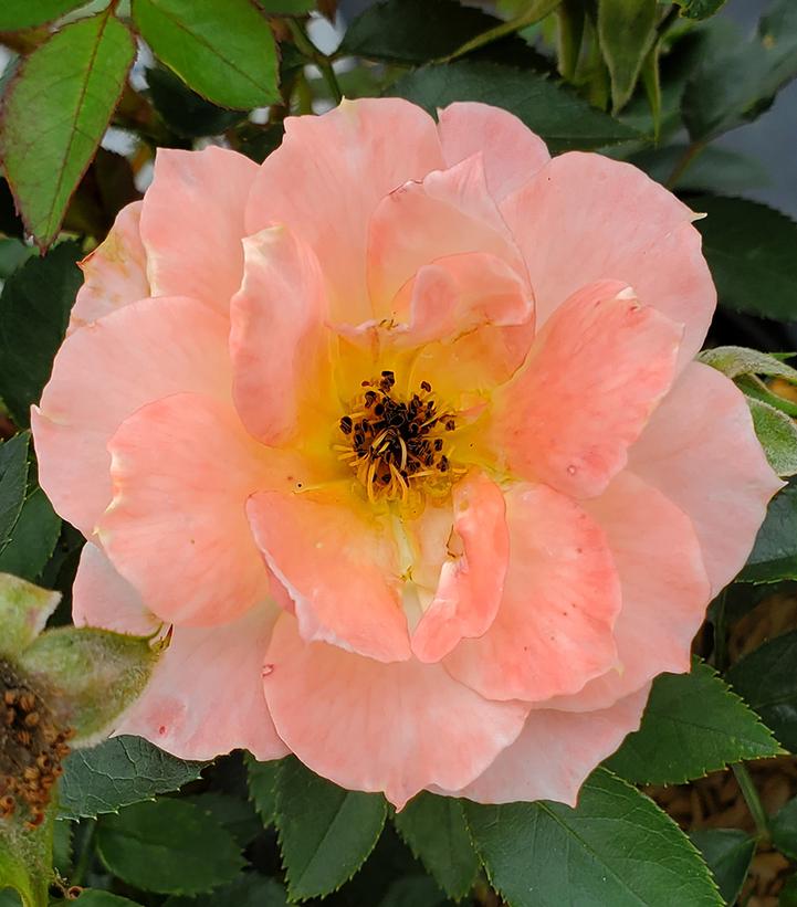 Rosa x 'Oso Easy Italian Ice®' Oso Easy Italian Ice® Rose from Dietrich ...