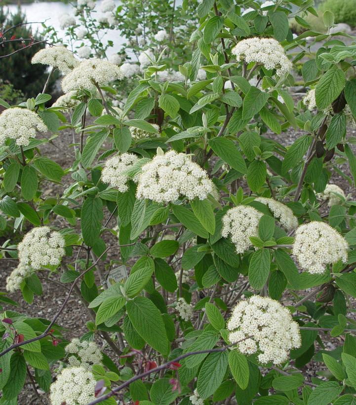 Viburnum Pragense