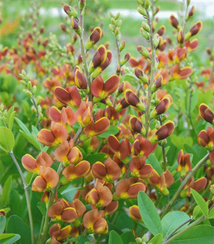 Baptisia hybrid Decadence® Decadence® Cherries Jubilee